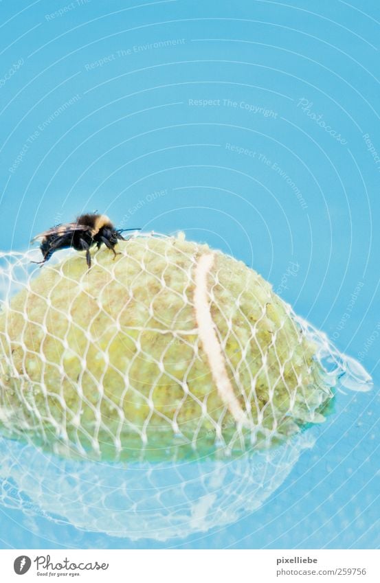 Prisoner tennis ball Swimming & Bathing Ocean Ball sports Nature Water Summer On board Animal Bee Wing 1 Net Network Dive Fluid Small Round Thorny Blue