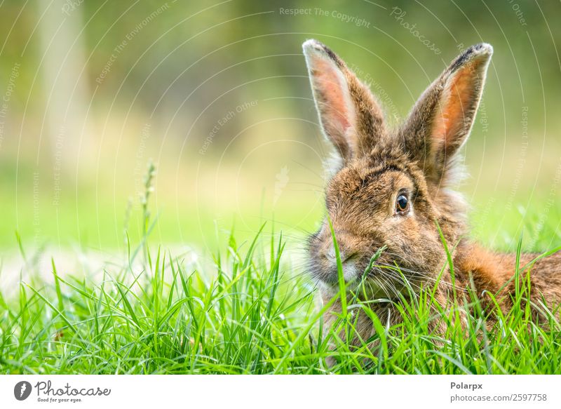 Rabbit in the spring Eating Summer Easter Nature Animal Grass Meadow Fur coat Pet Observe Small Cute Wild Brown Gray Green White Hare & Rabbit & Bunny Rodent