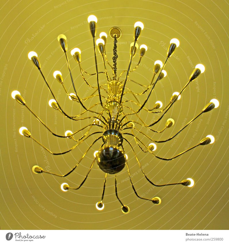 Enlightenment for spider lovers House (Residential Structure) Lamp Metal Illuminate Esthetic Exceptional Elegant Bright Historic Kitsch Gold Emotions Moody