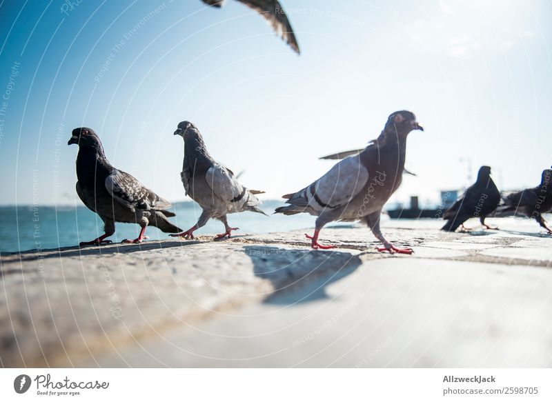 Pigeon ballet 1 Animal Bird Multiple Group of animals Deserted Summer Sun Beautiful weather Blue sky Cloudless sky Close-up Animal portrait Dance March In step