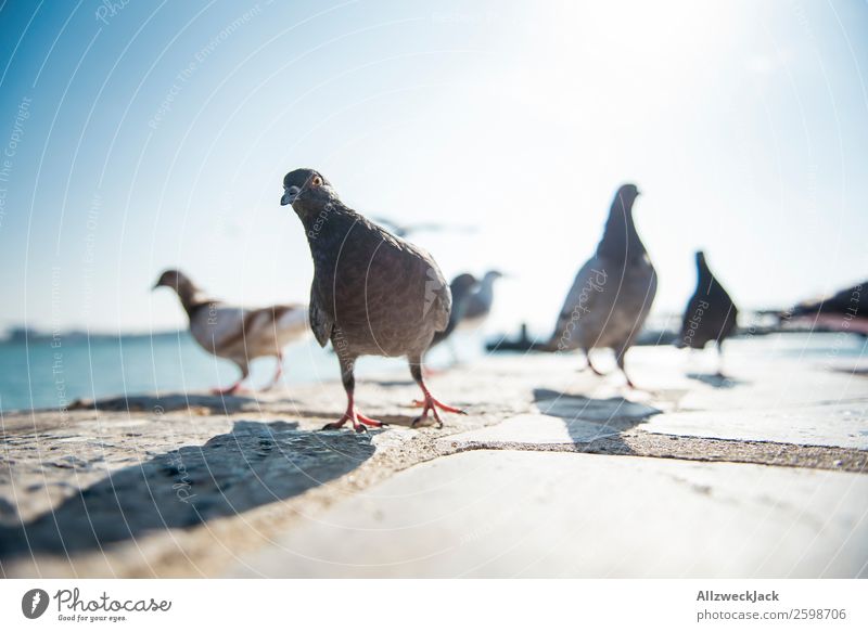 Pigeon ballet 2 Animal Bird Multiple Group of animals Deserted Summer Sun Beautiful weather Blue sky Cloudless sky Close-up Animal portrait Dance March In step
