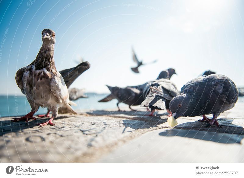 Pigeon ballet 3 Animal Bird Multiple Group of animals Deserted Summer Sun Beautiful weather Blue sky Cloudless sky Close-up Animal portrait Dance March In step
