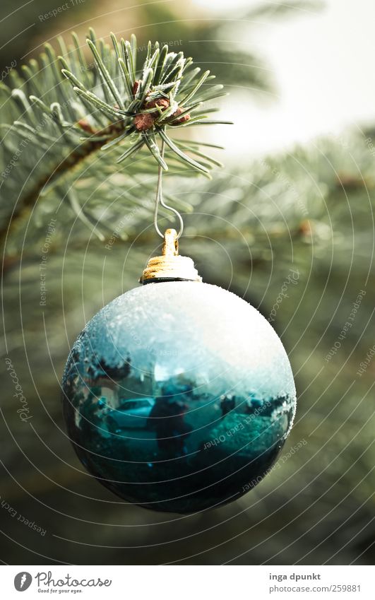 after the festival Environment Nature Elements Winter Ice Frost Tree Fir tree Christmas tree Christmas decoration Christmas Fair Garden Glitter Ball Sphere Hang