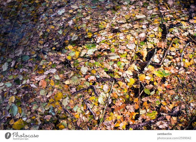 Autumn leaves in the Jungfernheide pond Nature Plant Calm Copy Space Depth of field Leaf Multicoloured Water Lake Pond Float in the water Background picture