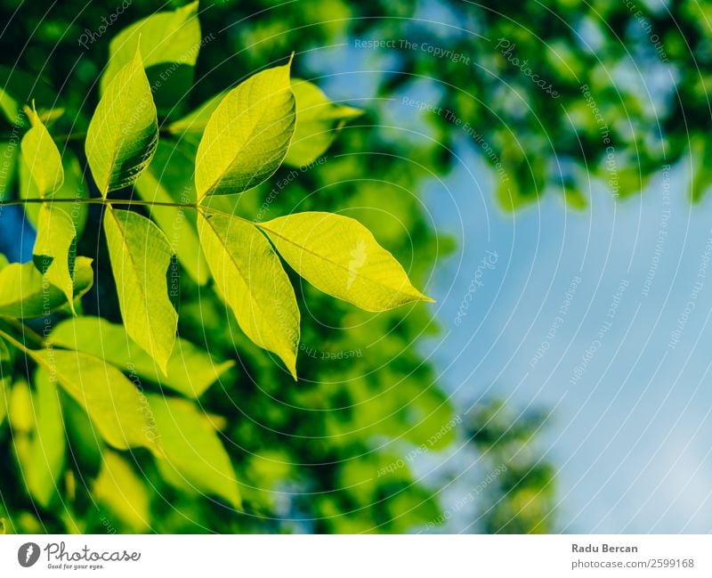 Backlit Fresh Green Tree Leaves In Summer Leaf Background picture backlit Spring Nature Plant Branch Natural Environment Bright Growth Sun Close-up Lush Park