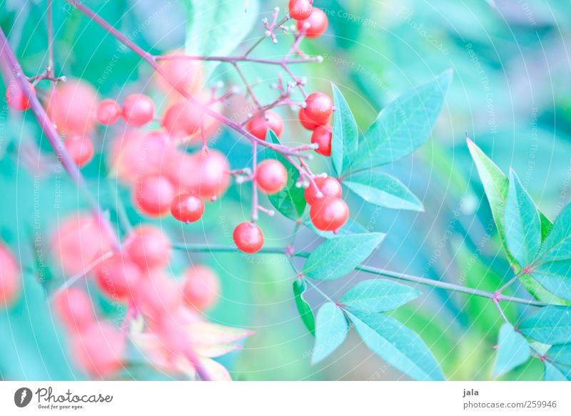 berry bush Environment Nature Plant Bushes Leaf Berry bushes Berries Esthetic Natural Blue Green Red Colour photo Exterior shot Deserted Day