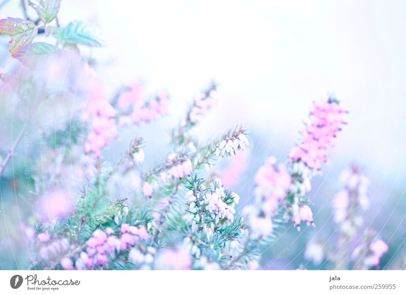 in love with erika Environment Nature Plant Spring Flower Blossom Esthetic Bright Natural Blue Green Pink White Colour photo Exterior shot Deserted