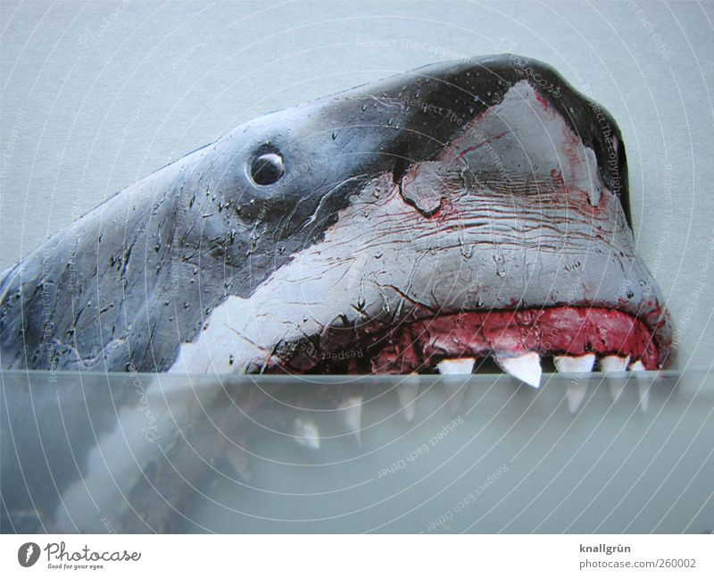 Watch it! Watch it! Biting! Animal Shark 1 Looking Aggression Threat Gray Pink White Emotions Fear Horror Fear of death Dangerous Voracious white shark