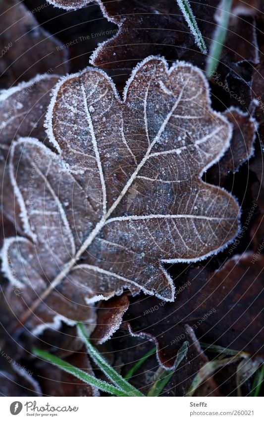 Oak leaf with hoar frost in winter cold Hoar frost onset of winter cold snap Domestic Nordic Nordic cold Freeze Cold Cold shock ice crystals Rachis Transience