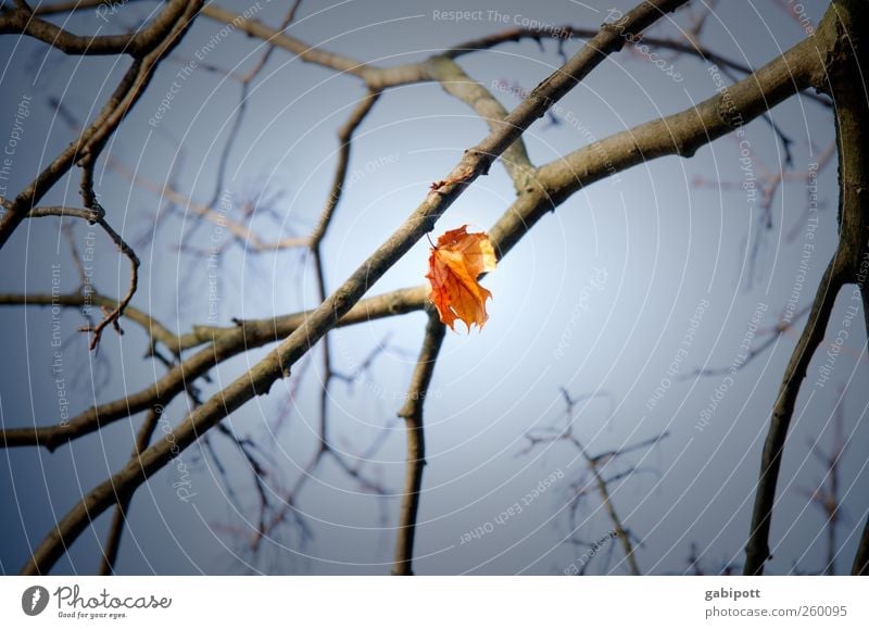 stuck Nature Sky Autumn Plant Leaf Blue Yellow Individual Loneliness Suspended Hang Stay Branch Sadness Colour photo Subdued colour Detail Day Light