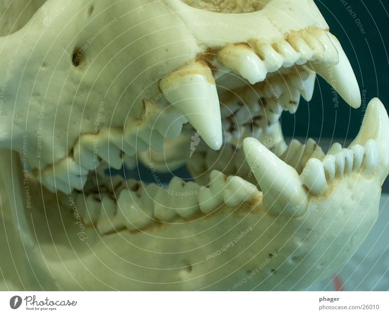 cuddly toy? Panda Fang Dangerous Skeleton Bear Death Death's head Set of teeth Point Bite Pine
