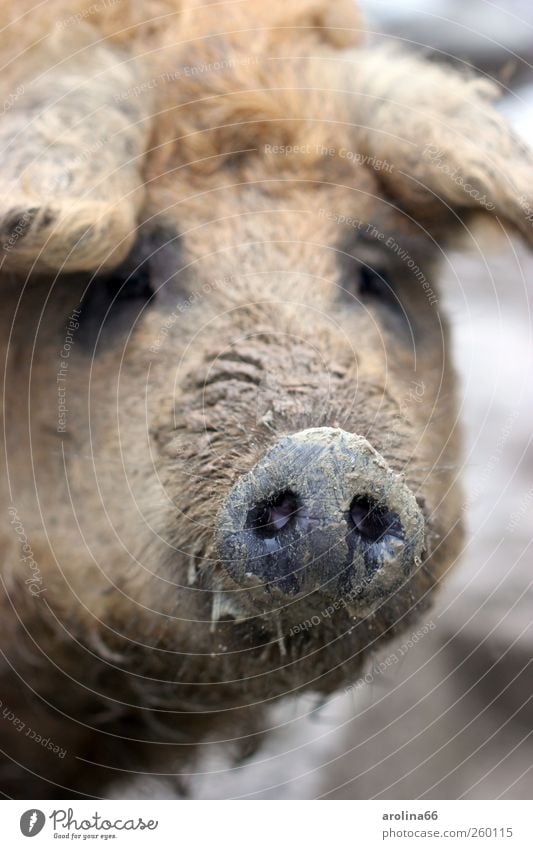 always following the nose Earth Animal Farm animal Animal face Zoo Wool pig Pig's snout Swine 1 Dirty Brash Happy Wet Natural Curiosity Slimy Brown Black