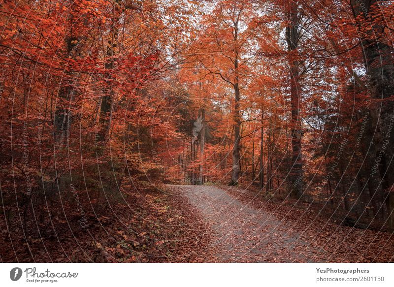 Alley crossing through autumn forest Nature Landscape Autumn Tree Leaf Park Forest Street Free Beautiful Orange Red Moody Happiness Fussen Germany October