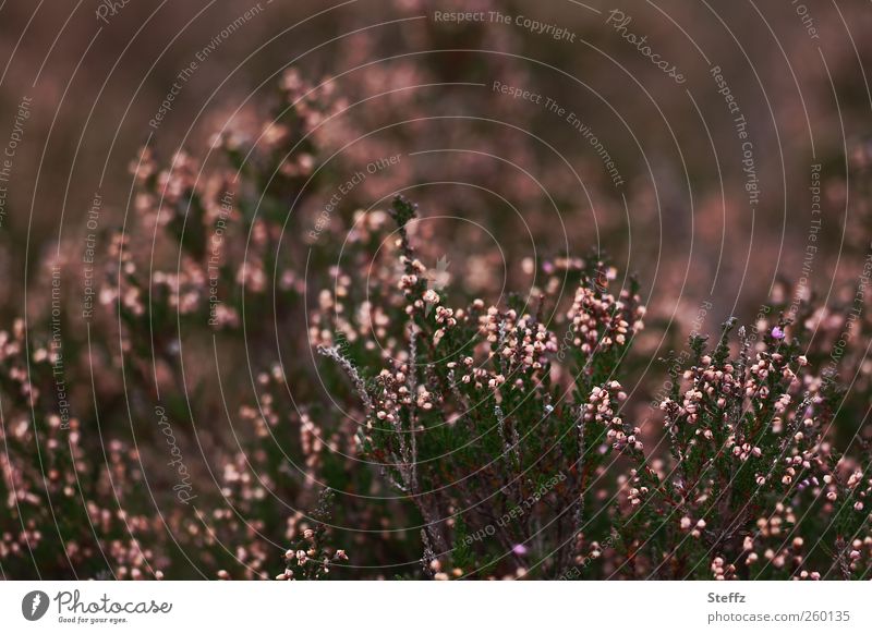 Heather colours in September heather colours Heathland calluna heathen atmosphere Bushes End of summer calluna vulgaris Dark brownish pink Brown Pink Domestic