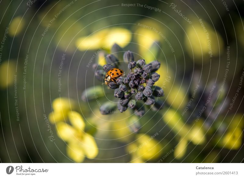 Ladybug on cabbage Nature Plant Animal Autumn Leaf Blossom Foliage plant Agricultural crop Vegetable Broccoli broccoli flower Garden Vegetable garden Beetle