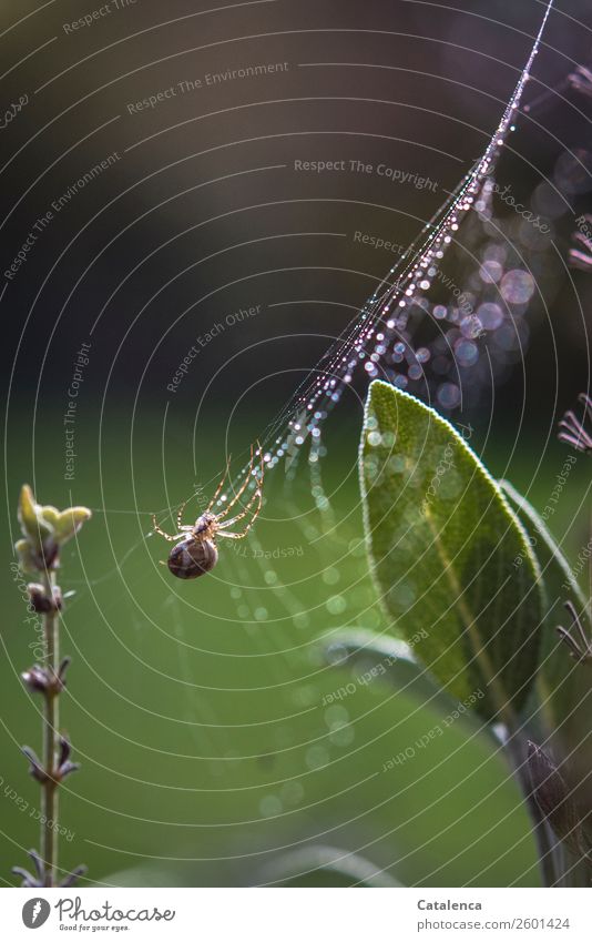 Spider in her web covered with raindrops in sage Nature Plant Animal Elements Drops of water Summer Bad weather Rain Leaf Blossom Sage sage leaf Garden 1