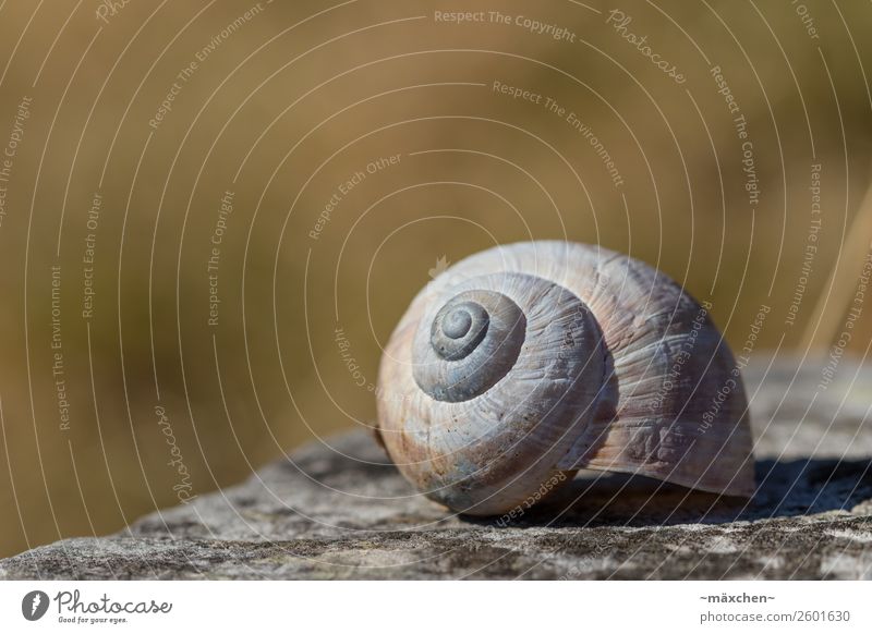 snail shell Nature Snail Lie Calm Snail shell Brown Gray Scratched Structures and shapes Blur Macro (Extreme close-up) Grassland Stone Stony Green acuity Empty