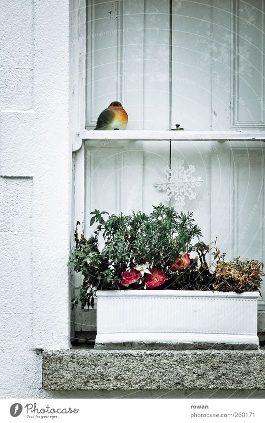 window bird Plant Flower Pot plant Village House (Residential Structure) Manmade structures Architecture Wall (barrier) Wall (building) Window Old Beautiful