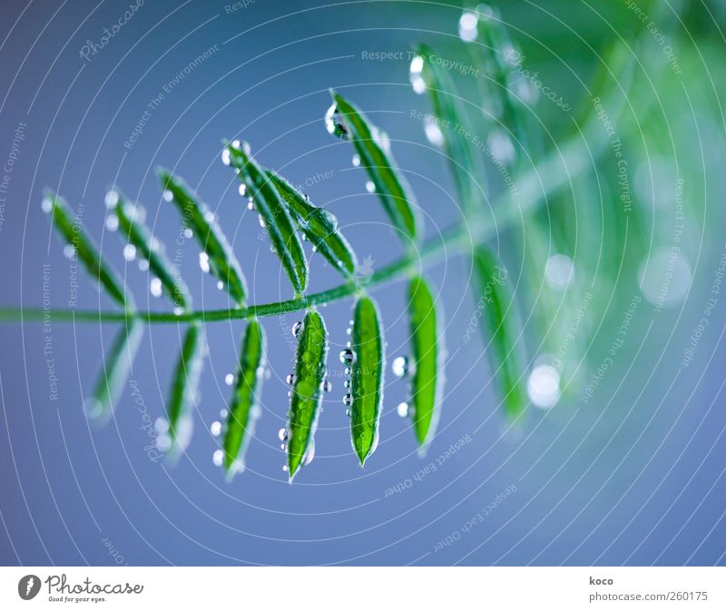Dew droplets on green Nature Plant Drops of water Spring Summer Beautiful weather Leaf Water Esthetic Exceptional Simple Fluid Fresh Small Clean Blue Green