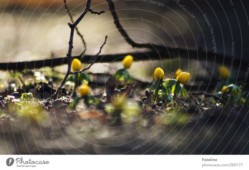 January 18, 2012 Environment Nature Landscape Plant Spring Flower Blossom Garden Park Dark Small Natural Yellow Green Black Eranthis hyemalis