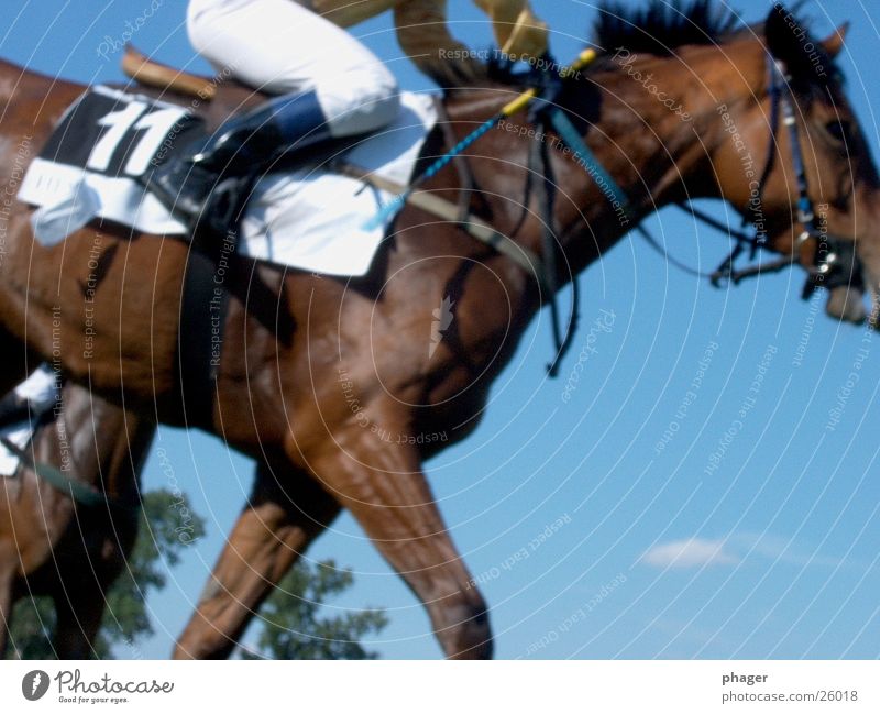 Now run! Horse Horseracing Derby Bridle Jodhpurs Equestrian sports Stapes 11 Hot Perspire Perspiration Racing sports Sporting event Bet Game of chance Success