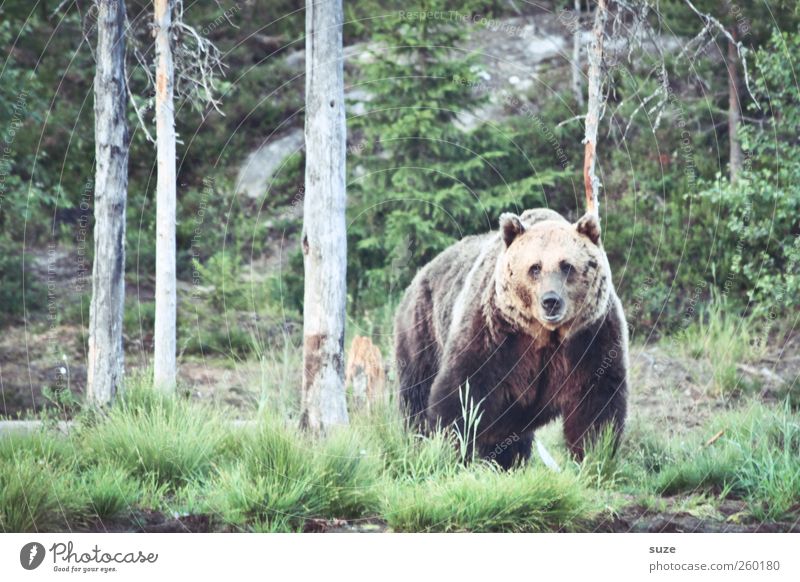 teddy Hunting Environment Nature Landscape Animal Meadow Forest Pelt Wild animal 1 Observe Authentic Threat Large Curiosity Strong Brown Green Power Appetite