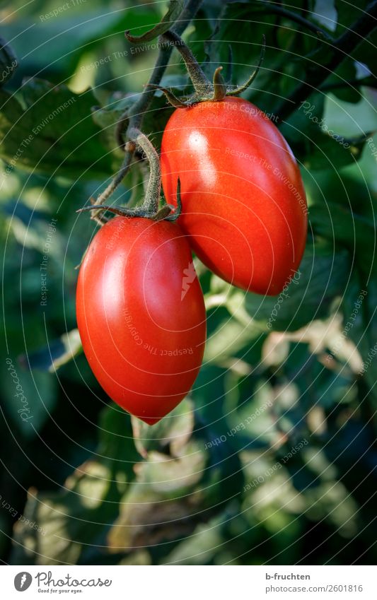 Two date tomatoes on a shrub Food Vegetable Organic produce Vegetarian diet Summer Autumn Plant Bushes Agricultural crop Select Observe Hang Red To enjoy