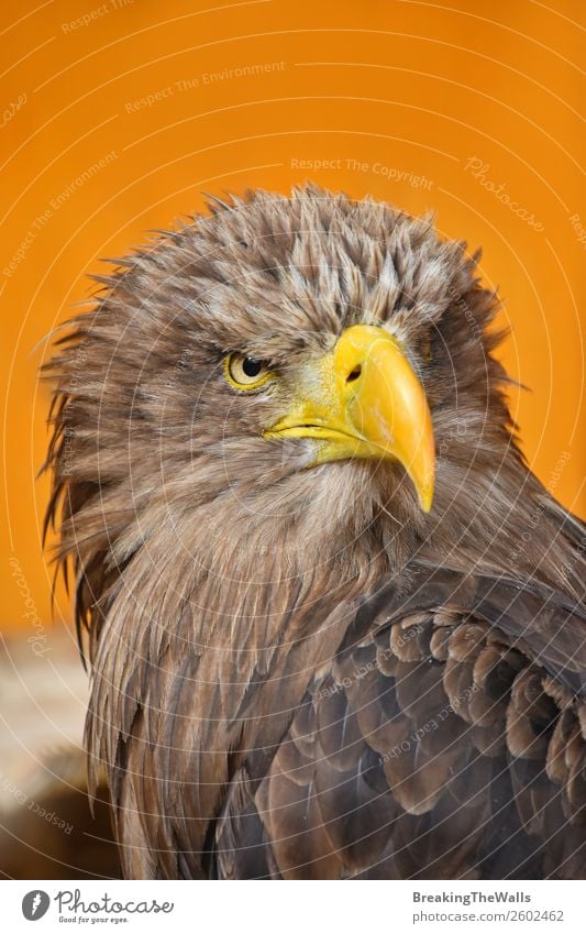 Close up front portrait of one white-tailed sea eagle Nature Animal Wild animal Bird Animal face Zoo 1 Observe Dark Brown Yellow Watchfulness Eagle background
