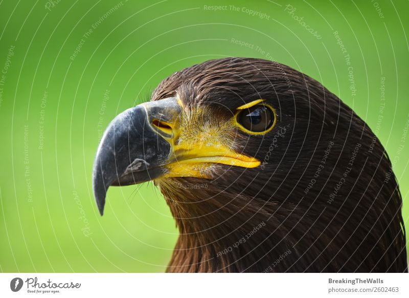 Close up profile portrait of Golden eagle over green Summer Nature Grass Animal Wild animal Bird Animal face Zoo 1 Observe Dark Brown Green Watchfulness Eagle
