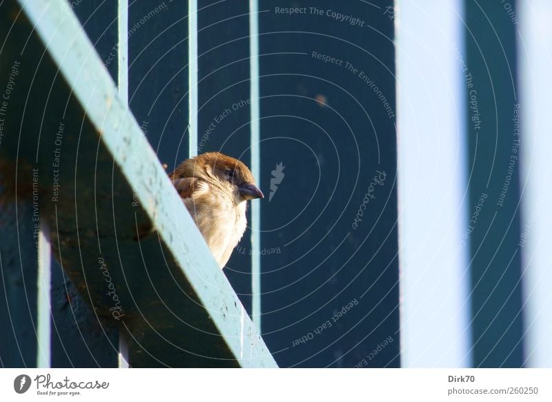Feathered Zaungast Sun Sunbathing Fence Fence post Animal Wild animal Bird Sparrow Passerine bird 1 Prop Steel carrier Joist Metal Stripe Observe Looking Sit