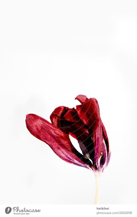 Dried tulip Plant Flower Tulip Leaf Blossom Blossoming To dry up Exceptional Beautiful Dry Red Love Romance Calm Death Beginning Elegant End Art Wrinkle