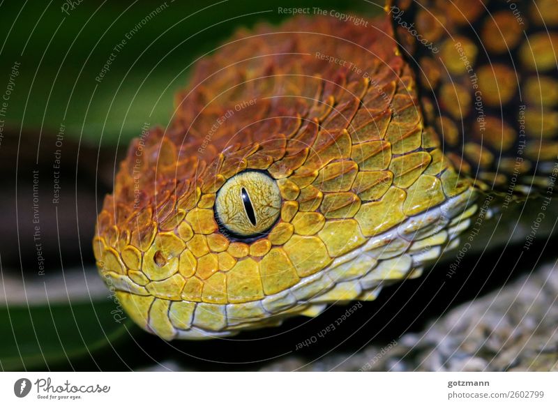 Red and Yellow Nature Animal Wild animal Snake 1 Work and employment Select Observe Discover Catch Hunting Lie Aggression Esthetic Athletic Authentic