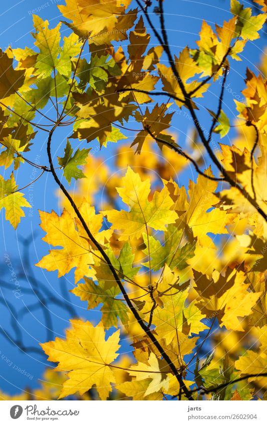 autumn sun Autumn Beautiful weather Tree Leaf Forest Natural Blue Multicoloured Yellow Green Nature Colour photo Exterior shot Close-up Deserted Day Sunlight