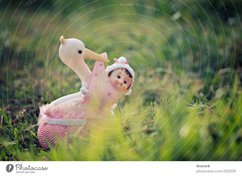 New arrival Grass Garden Park Happiness Infancy drarock stork baby Colour photo Exterior shot Dawn Shallow depth of field