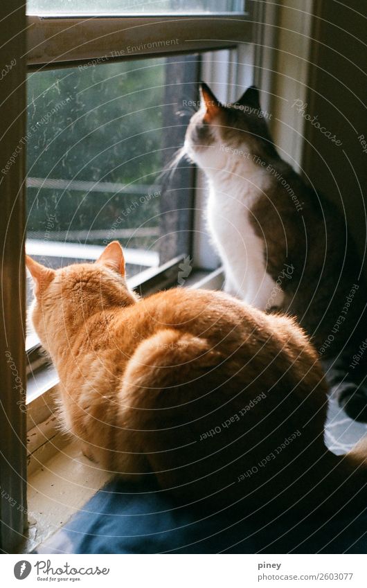 watching II Living or residing Flat (apartment) Animal Pet Cat 2 Pair of animals Interest brothers orange grey hunting trapped domestic Colour photo