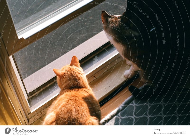 watching Animal Pet Cat 2 Pair of animals Interest "gaze," gazing brothers window outside trapped pattern orange grey Exceptional Colour photo Multicoloured