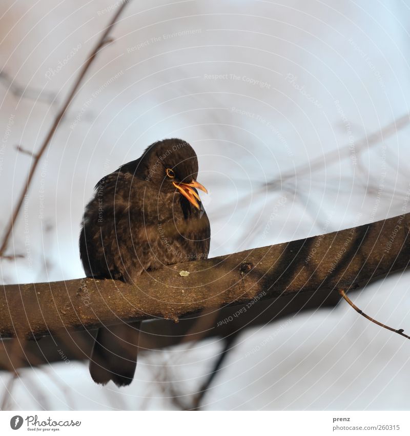 chirping Tree Animal Wild animal Bird 1 Crouch Sit Brown Yellow Beak Branch Twigs and branches Blackbird Songbirds Colour photo Exterior shot Deserted