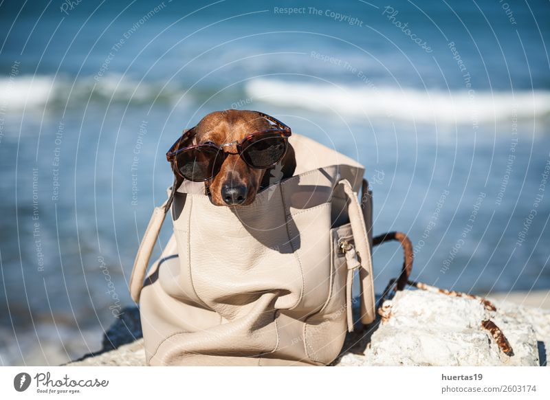 Dachshund dog with sunglasses Lifestyle Shopping Elegant Beautiful Relaxation Leisure and hobbies Vacation & Travel Summer Sun Sunbathing Beach Baby Animal