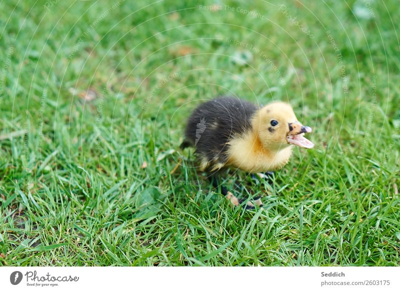 duck baby Animal Bird 1 Cute Chick baby duck Offspring Sweet Colour photo Exterior shot Deserted Day Animal portrait