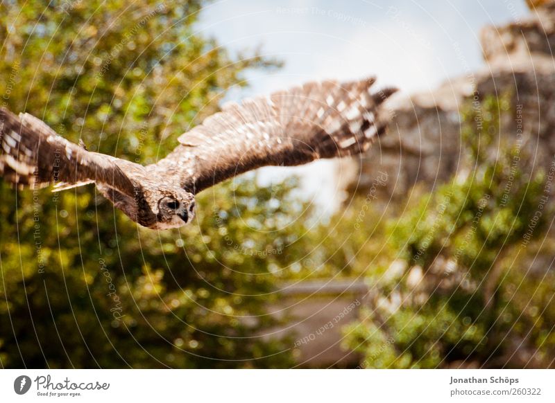 Eagle owl - sticks well and it can also fly Trip Adventure Far-off places Freedom Mountain Environment Nature Landscape Plant Animal Bird 1 Power Hunting Flying