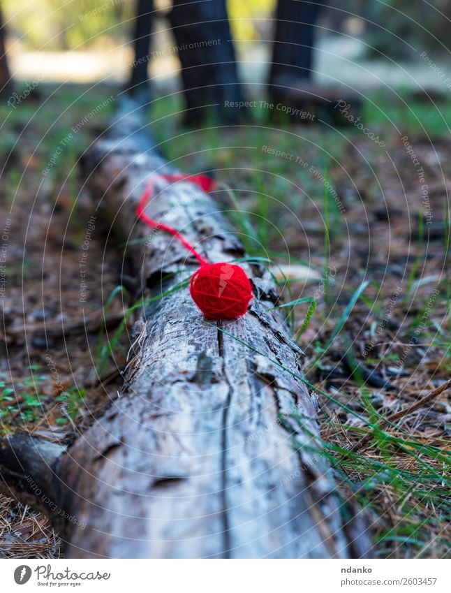 red wool ball lies on a tree trunk Knit Craft (trade) Rope Nature Landscape Tree Grass Forest Lie Red Beautiful Serene Colour Idea Lose thread yarn Wool