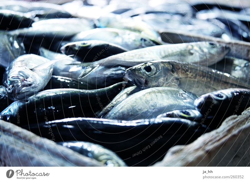 Fish on the market Shopping Fishing (Angle) Fishery Ocean Flake Slimy Marine animal Fish market Ice Chilled Clean Frying Meal Nutrition Markets Offer freshness