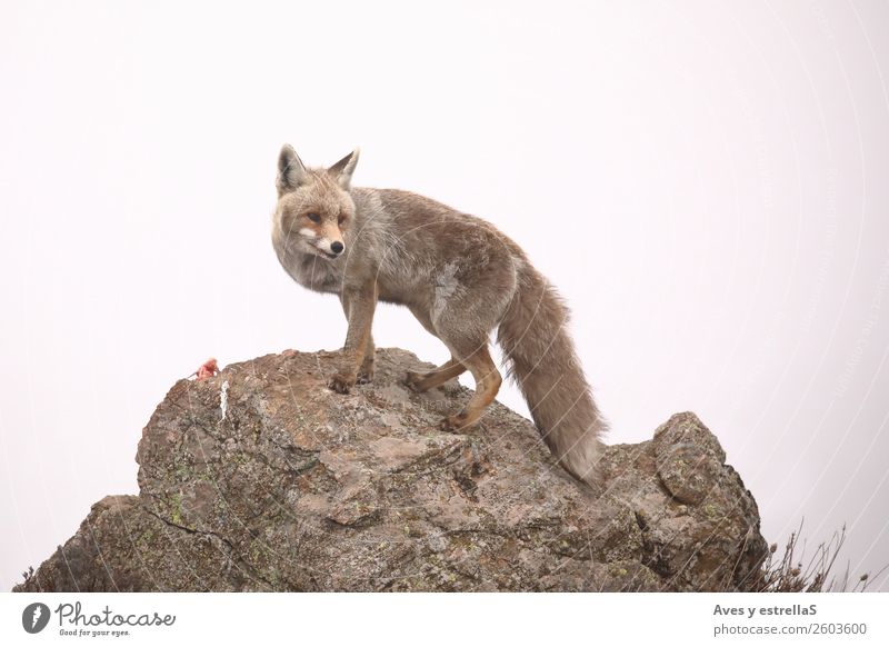 Fox on a rock a foggy day Animal Wild animal 1 Stone Brown Green Red Colour photo Deserted Day Evening Light