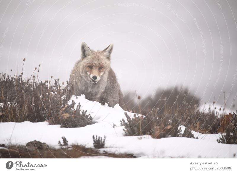Fox in the snow Nature Animal Fog Snow Field Forest Hill Wild animal Dog Animal face 1 Gray Green Red Colour photo Exterior shot Deserted Day Evening