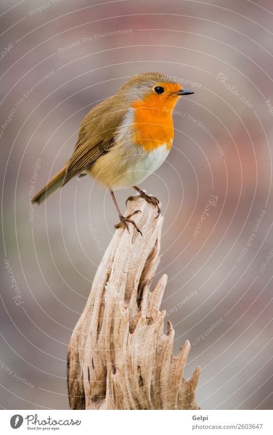 small bird with a orange feathers Beautiful Life Man Adults Environment Nature Animal Bird Small Natural Wild Brown Green White wildlife robin common perched