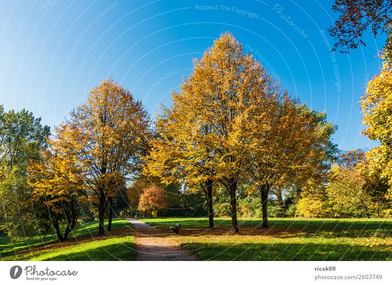 Autumnal colored trees with blue sky Relaxation Vacation & Travel Tourism Nature Landscape Cloudless sky Weather Tree Grass Leaf Park Lanes & trails Blue Yellow
