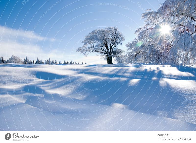 Snow-covered winter landscape in the Black Forest Nature Landscape Sun Winter Ice Frost Tree Field Relaxation Freeze Vacation & Travel Hiking Fantastic Natural