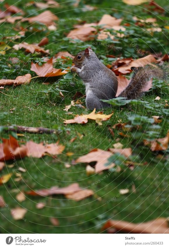 Breakfast break on the autumn meadow grey squirrel Squirrel Foraging Fall meadow To feed Cute Autumnal instant Snapshot Autumn leaves naturally Animal eating
