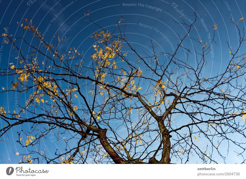 Tree in autumn Branch Leaf Worm's-eye view Gold Autumn leaves Autumnal Sky Heaven Light October Sun Cloudless sky Twig Forest Deserted Copy Space