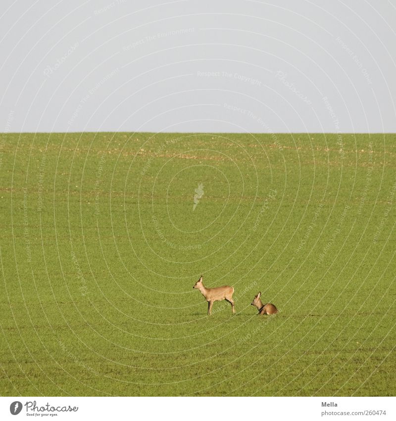 Good morning Environment Nature Landscape Animal Grass Meadow Field Wild animal Roe deer 2 Pair of animals Lie Stand Free Small Natural Green Freedom Idyll